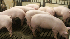 猪企7月销售数据显示降幅收窄 业内对“猪企”寒