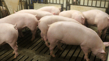 10家猪企去年养猪亏损总计或超200亿元 “牧原亏