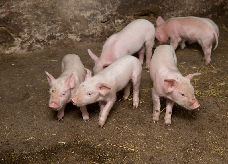 连降15周每公斤12.62元，生猪市场迎来政策底