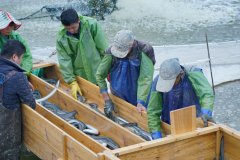 “国鳗崛起”：超1000万中国人每月吃鳗鱼，50元