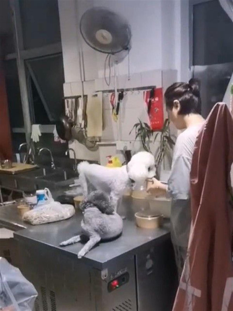 餐饮店放任狗在操作台上碰触外卖，杭州市监局：正在核查