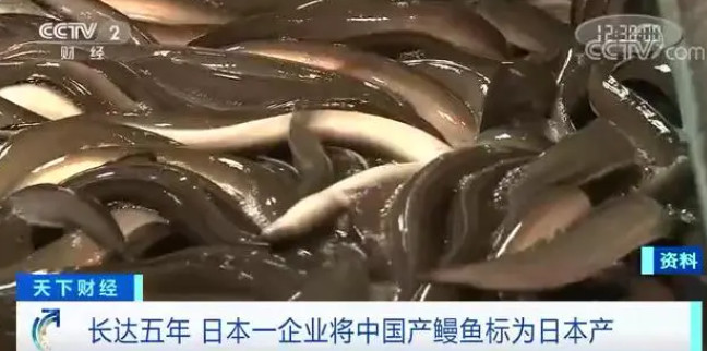 国鳗正崛起，鳗鱼预制菜会成为下一个爆品？