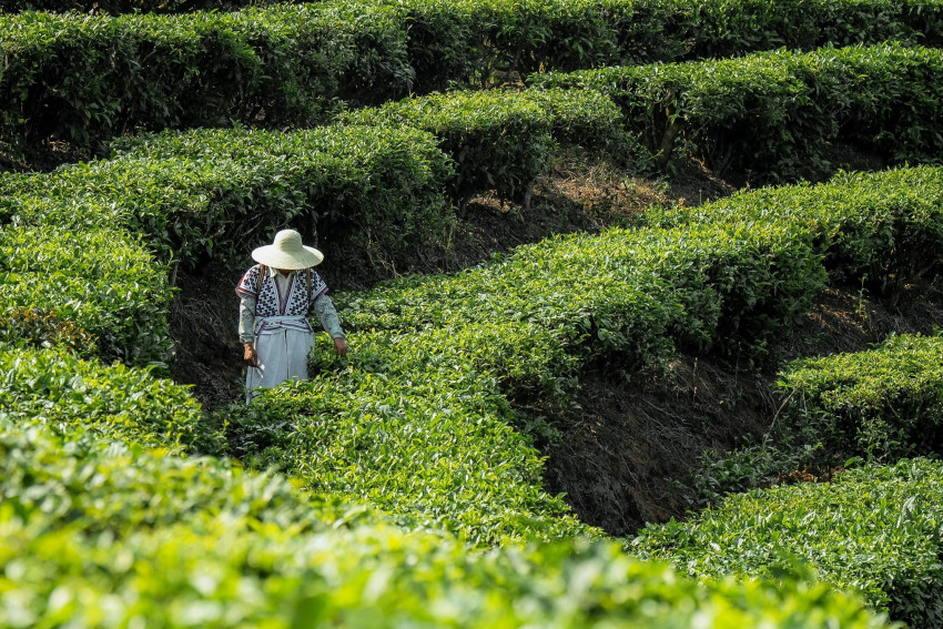 喜茶将实现主要茶叶配方自研 推出甄选茶园标准