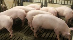 猪肉价格持续下跌，国家将启动年内第二批中央
