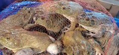 40万斤牛蛙疑被投毒损失超200万；天然呆再被执行