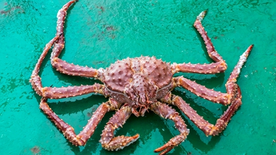 俄罗斯帝王蟹集散基地在浙江象山揭牌