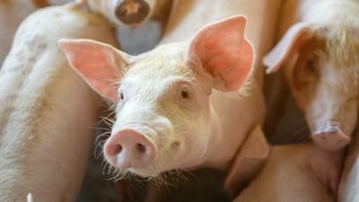 农业农村部官员：目前全国生猪疫情总体平稳，