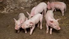 猪企2月月报显示猪价环比上涨 业内：春节假期、
