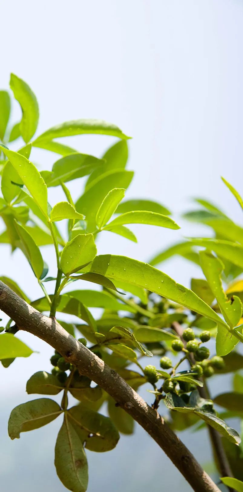 蔡名雄：从花椒风味模型到川菜出海