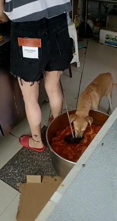 狗在外卖店食桶里进食?官方回应:罚款,停业整顿