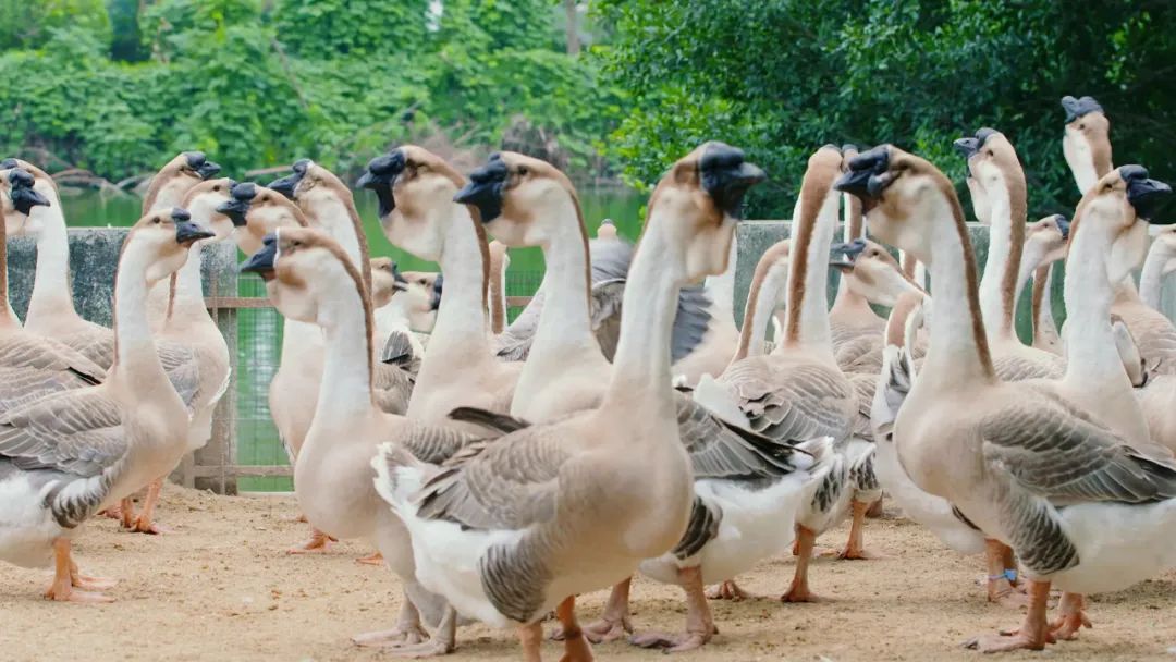 物只卤鹅:要做潮汕卤味第一品牌