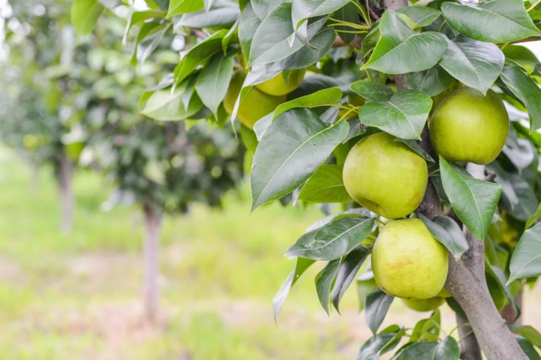 百亿“小目标”,莱阳争夺“中国预制菜之乡”底气何在?