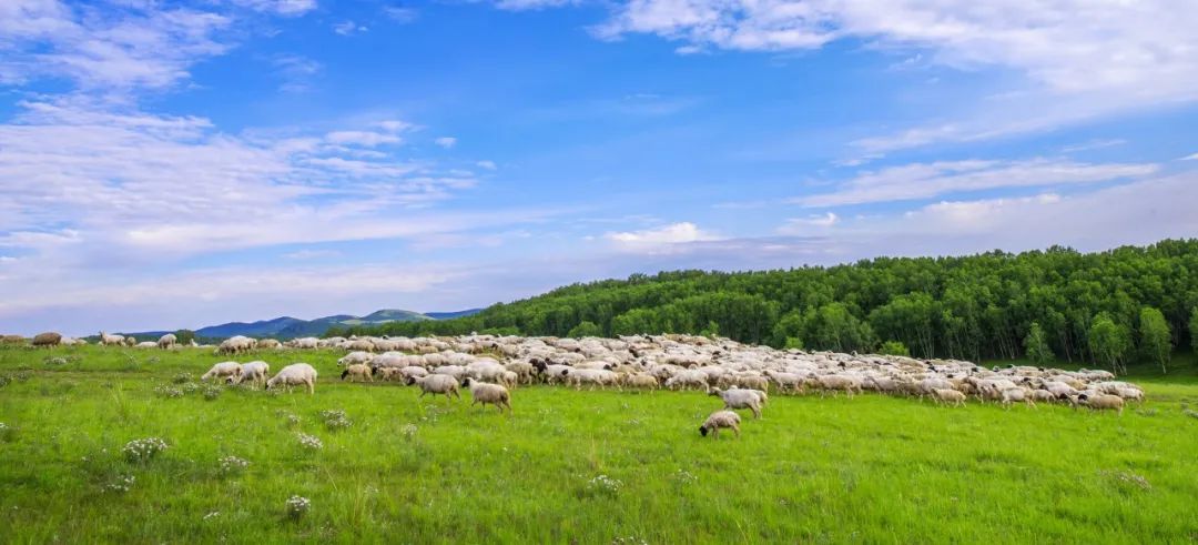 中国最“散装”的省,吃羊究竟有多少花样?