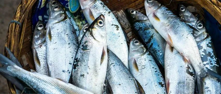 “活鱼现烤”翻红，千亿烤鱼赛道的新出路？