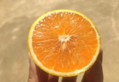 廉江红江橙就要成熟咯！红江橙批发要多少钱一