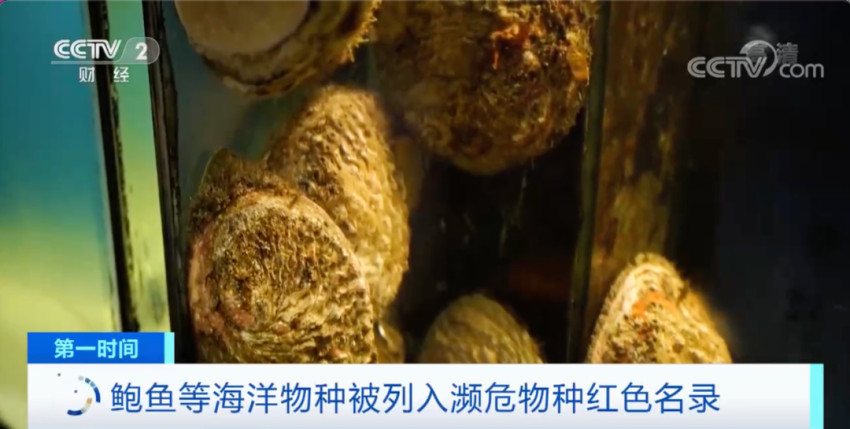 鲍鱼也要灭绝了？已被列入濒危物种红色名录！