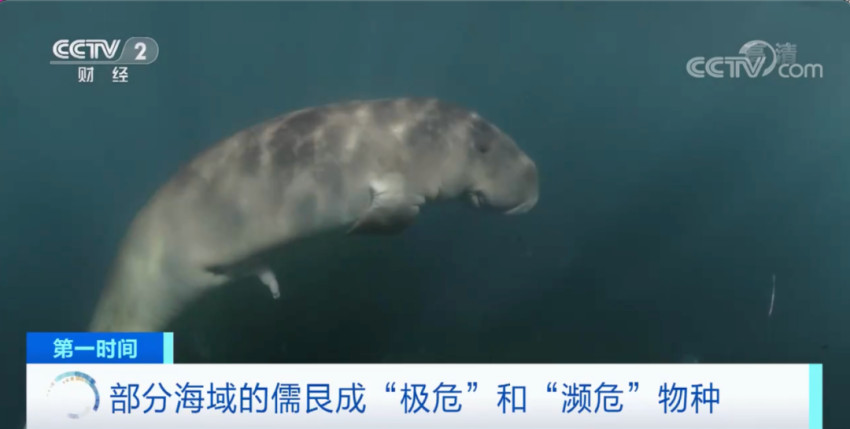 鲍鱼也要灭绝了？已被列入濒危物种红色名录！