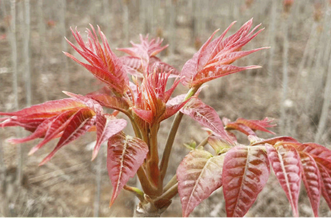 贾国龙：关于西贝，你不知道的5件事