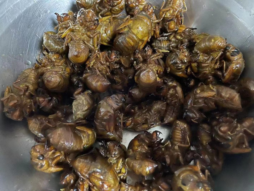 400元一斤的知了被卖疯了，昆虫美食成餐饮业的新机遇？