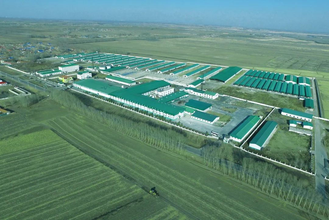 年营收超13亿，这家生产国产和牛肉的企业赢麻了！