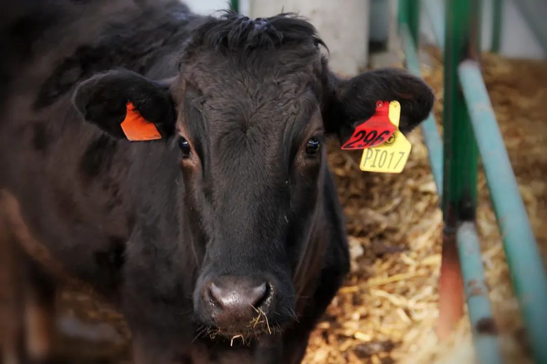 年营收超13亿，这家生产国产和牛肉的企业赢麻了！