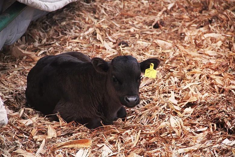 年营收超13亿，这家生产国产和牛肉的企业赢麻了！