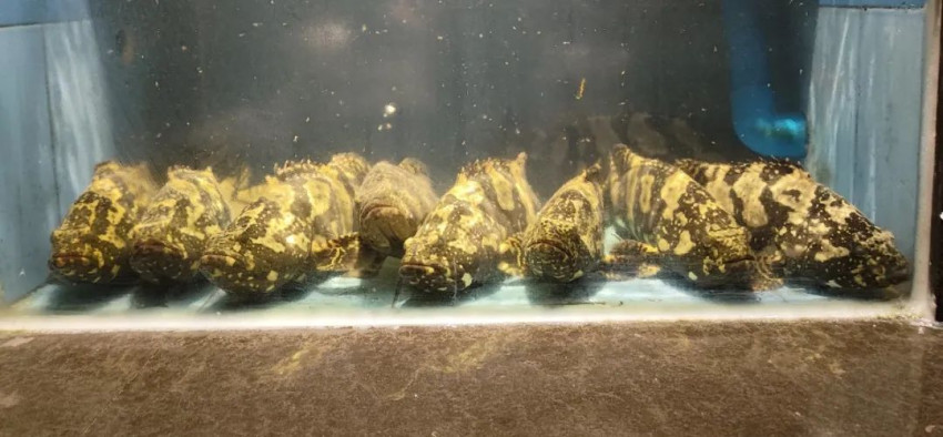 罚款10万元！深圳一海鲜餐厅因价格欺诈被停业整顿