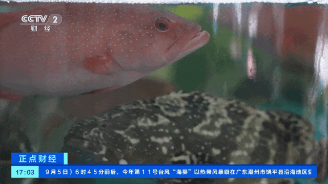 大降价！有海鲜一斤便宜20元，1000多斤梭子蟹7小时卖光！