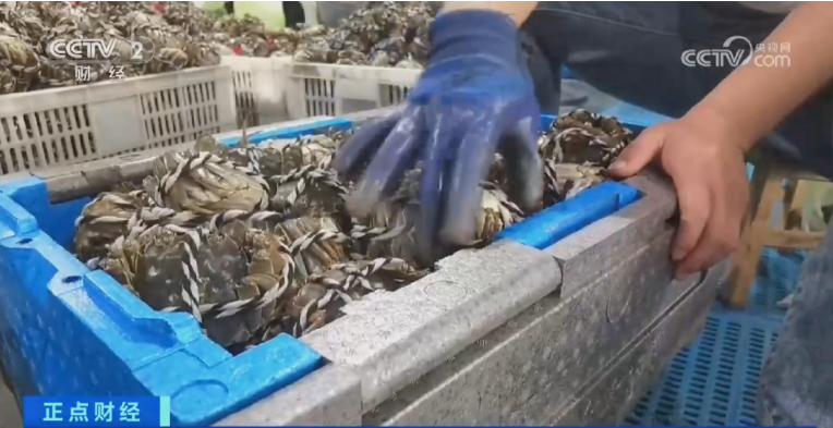 每斤便宜10元，这里的螃蟹提前20天上市！阳澄湖大闸蟹将于9月25日开捕