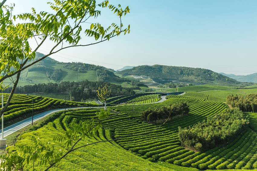首用雨林联盟认证茶叶的丘大叔，人气爆款放心喝