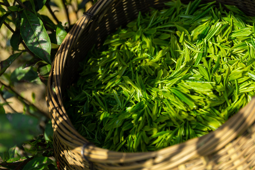 首用雨林联盟认证茶叶的丘大叔，人气爆款放心喝