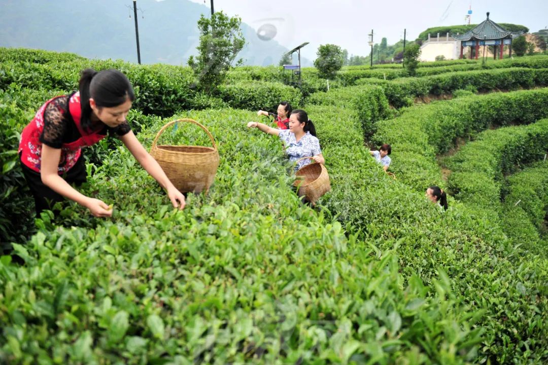 茶饮供应链企业相继成功上市，IPO不成的茶饮企业都去自建供应链了