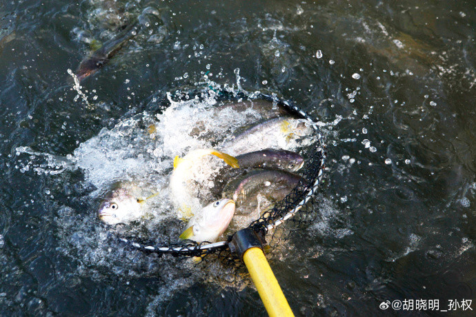 马云投资的新农业品牌亮相，前阿里合伙人担任董事