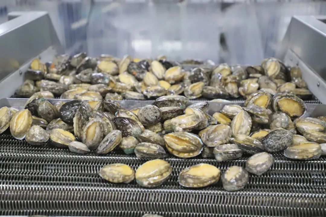 连获3项认证,发布活鲍鱼锁鲜技术战略!揭秘3万家餐企在用的供应链