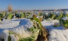 10块钱50棵都没人要！地头价一度跌至谷底的白菜