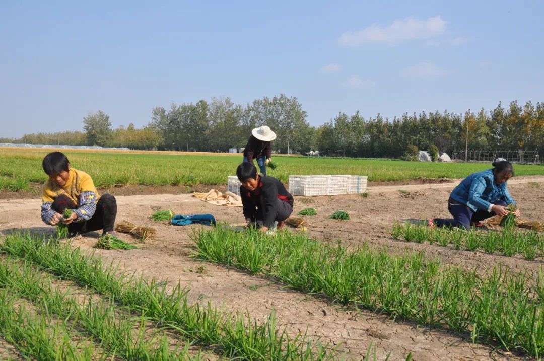 加盟商一茬接一茬,韭菜们才是快招公司遍地丛生的最大推动力?