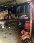 每日上千斤无检疫猪肉流向市场！记者暗访私屠