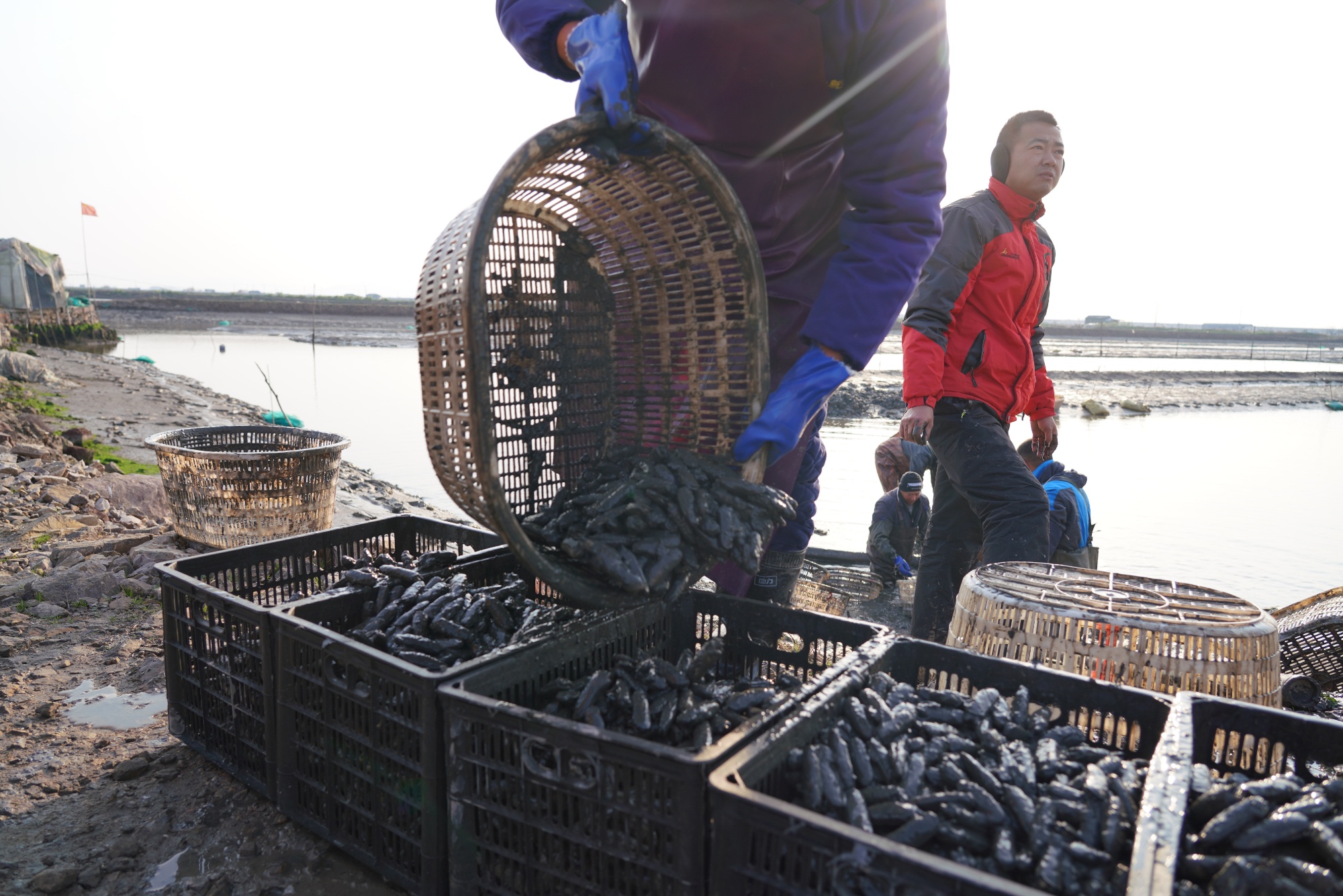 一线观察|“小蛏子”如何做成“大产业”