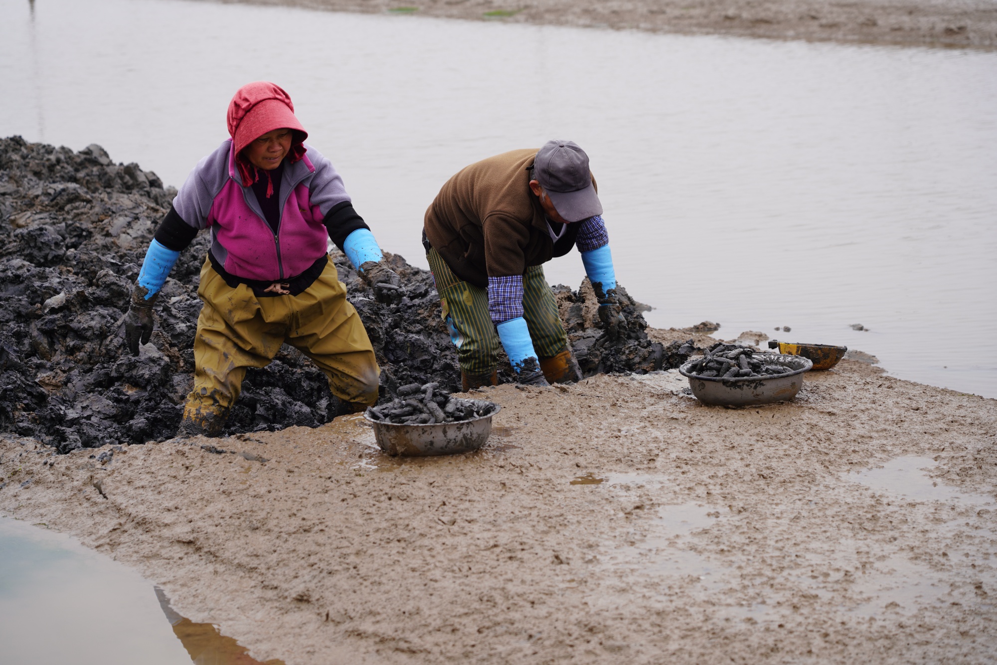 一线观察|“小蛏子”如何做成“大产业”