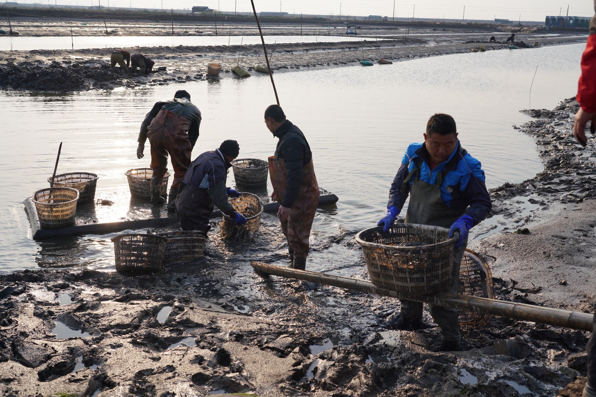 一线观察|“小蛏子”如何做成“大产业”