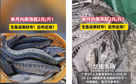 百香顺：宁愿损失几千万，也要坚持用活鱼！