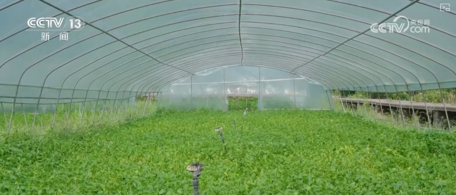 蔬菜买全国、卖全国！价格回落 “菜篮子”稳产保供有基础