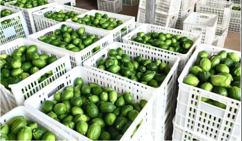 柠季携手Ruu Coffee亮相上海咖啡节